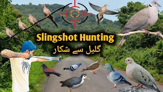 slingshot hunting and cooking  Gulail se shikar  pheasant hunting with catapult [upl. by Iroj]