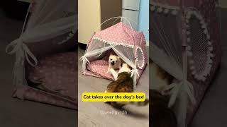 Feline fury meets canine couragecat kitten funnycats funnyanimals funnypets [upl. by Ajit834]