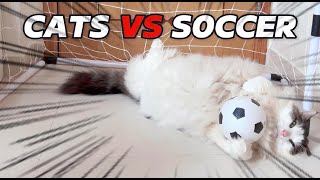 CATS VS SOCCER ⚽️🥅 Mypawsntails [upl. by Iggy]