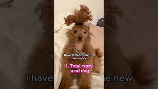 Nero dog crazy hairstyles [upl. by Enigroeg]