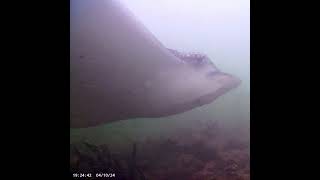 Coral City Camera  Spotted Eagle Ray CloseUp  41024 [upl. by Courcy619]