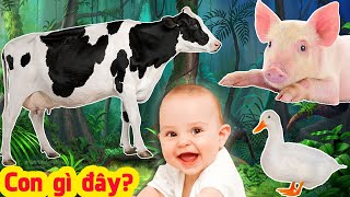 Con Gì Đây 🐄 Dạy Bé Học Con Vật Tiếng Kêu Hình Ảnh Con Bò Lợn Chó Mèo Vịt Gà Báo  Gà Con TV [upl. by Elicec356]