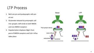 Long Term Potentiation LTP Memory How we Learn Explained NMDAAMPA Mechanism [upl. by Ynaffik]