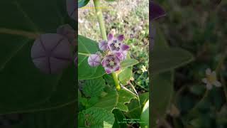 Calotropis procera plants Flower have Valvate type of Aestivation in its Corolla calotropis plant [upl. by Libby275]