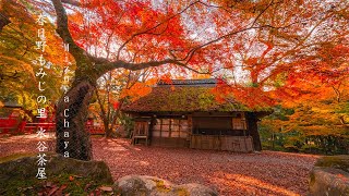 春日野もみじの里 水谷茶屋 Mizuya Chaya Autumn Photo Japan Nara Park Part 5 [upl. by Eidlog]