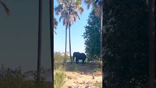 Elephant hitting a tree with its head [upl. by Abbottson]