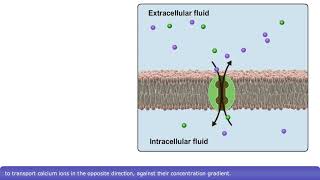 Detailed Animation on Secondary Active Transport [upl. by Isolt]