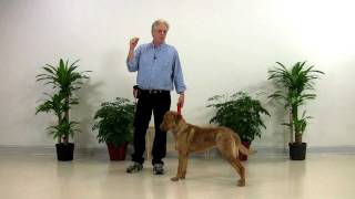 Dog Training Chesapeake Bay Retriever  Doc 001 [upl. by Eitsirc]