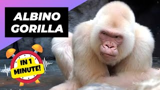 Albino Gorilla  In 1 Minute 🦍 An Albino Animal You Have Never Seen  1 Minute Animals [upl. by Talie]