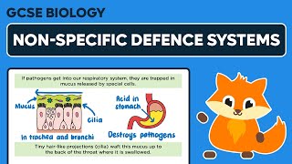 Nonspecific Defence Systems  GCSE Biology [upl. by Huttan624]