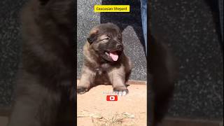 Caucasian Shepard Cute Dog Puppiesdog doglover [upl. by Bunker]