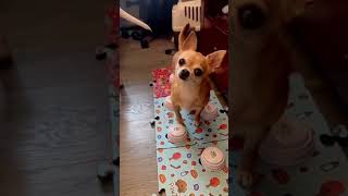 Diamond vil gå tur og gå på do😍 pawtalk hunderinorge chihuahua hundetrening [upl. by Noll829]