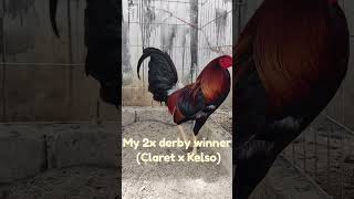 Claret x Kelso gamefowlnation rooster gamefowl [upl. by Dekow]