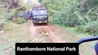 Ranthambore National Park  Zone 10 Ranthambore Sawai Madhopur  Encounter with Tiger Jungle Safari [upl. by Hudson]