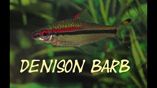 Denison Barb  Roseline shark  Sahyadria denisonii Species profile [upl. by Clarise914]