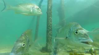 Bream Fishing Forster Tuncurry [upl. by Musette]