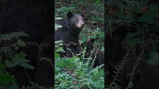 Bear Encounter  Mama Nurses Cubs [upl. by Keverne]