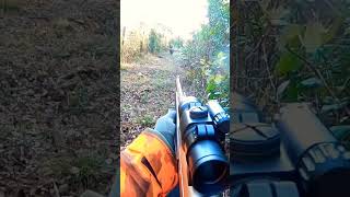 chasse sanglier en corse wildboar corsica aimpoint 300win [upl. by Tristas]