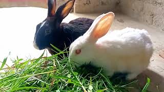 Rabbit videos for cats to watch  cute rabbit [upl. by Spillihp920]