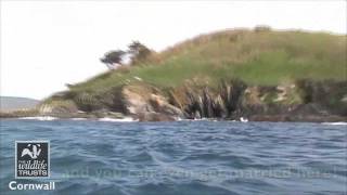 Looe Island Nature Reserve  Cornwall Wildlife Trust Nature Reserve [upl. by Yahsed534]