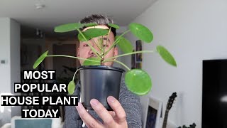 HOUSEPLANT HAUL  Ardisia Anthuriums Pilea  Oh My [upl. by Hecker]