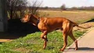 Ridgeback or Pointer [upl. by Dianuj]