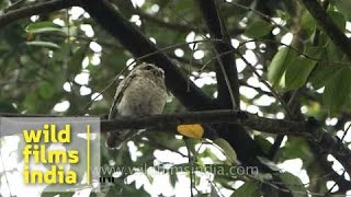 Spotted Owlet [upl. by Ellennaj]