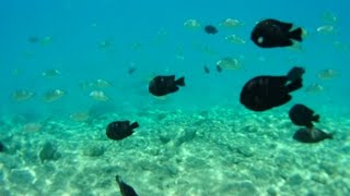 Snorkeling Hurghada Egipt Snurkowanie Hurgada  rafy koralowe [upl. by Liek]