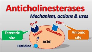 Anticholinesterases  Mechanism actions side effects amp uses [upl. by Fortin500]