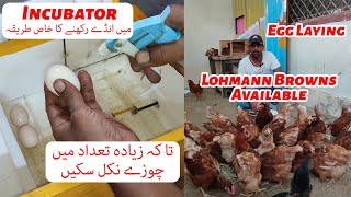 Egg Laying Lohmann Browns Available How To Place Eggs In An Incubator For Maximum Hatchability [upl. by Odie933]