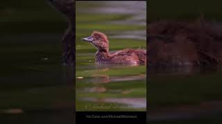 Cute Juvenile Tufted Duck shorts [upl. by Renraw]