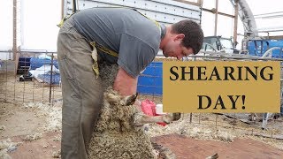 How We Shear Our Sheep UPCLOSE FOOTAGE Vlog 80 [upl. by Haneekas]