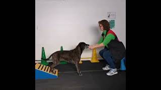 Trainen van de achterhand  Sport en Spel voor Dieren [upl. by Atenahs]