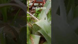 पाइनएप्पल खेती। pineapple farming।Ananas kheti। how to grow pineapple at home fast and easy lAnanasl [upl. by Ahseinad]