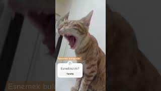 esnemek cat catlover yavrukedi animals love cute [upl. by Cordle]