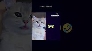 😂😂😂 shorts funnyanimals cats pets reels funny fluffy [upl. by Cirederf677]