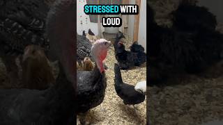 EASILY Reduce stress from loud noises in your chicken coop [upl. by Nicolas]