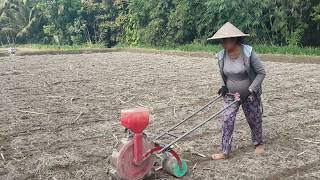 Mesin penanam jagung [upl. by Madai]