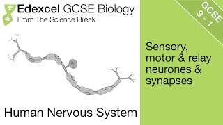 Edexcel GCSE Biology  The Nervous System [upl. by Yolane]