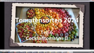 Tomatensorten 2024 Teil 6  Cocktailtomaten II [upl. by Aileahcim]