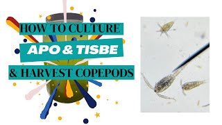 Beginners guide How To Grow Apo amp Tisbe Copepods 4 Your Reef Tank [upl. by Salaidh]