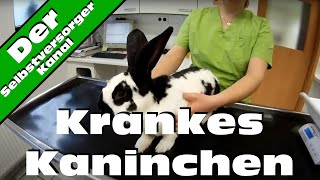 Krankes Kaninchen Die Krankheit heisst quotEncephalitozooncuniculiquot [upl. by Michale]