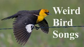 21 Weird Bird Sounds Songs amp Calls of North America [upl. by Oznecniv]