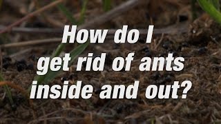 How to Get Rid of Ants Around Your Home  Ortho [upl. by Iphagenia]