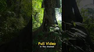 🌳 RAIN FOREST WALKING 🌳 Voice of the banyan forest at you’re home [upl. by Yazbak]