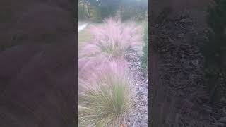 Muhly grass pink cloud [upl. by Namreh618]