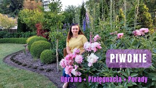 PIWONIE uprawa i pielęgnacja Dlaczego piwonia NIE KWITNIE [upl. by Igenia]