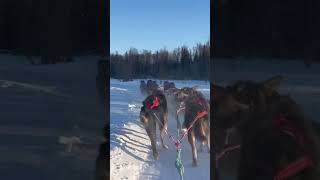 Dog sledding in Alaska [upl. by Archle]