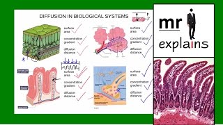 mr i explains Diffusion Pt2  Examples of Diffusion in Biological Systems [upl. by An]