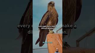 Try to be like eagle motivation eagle inspiration life quotes [upl. by Ecnerrat897]